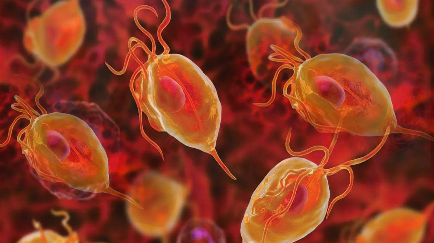 Trichomoniasis in the Philippines: Symptoms, Testing, Treatment & Prevention